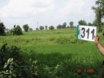 74300311d-irrigated-canal-rice.jpg