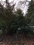 2017-02-19_13-20-37_A03AC780-80BA-4DF8-BCF4-81F123737D47.jpg