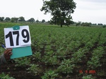 70070179a-rainfed-agriculture-cotton.jpg