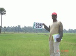 74790325c-rainfed-agriculture-rice.jpg