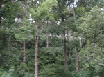 15316IMG_4154.JPG
