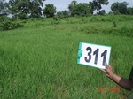 74280311b-irrigated-canal-rice.jpg