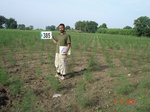 76730385c-rainfed-agriculture-plantation-papertree-pinetree-cotton.jpg