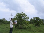 1057976-plantation-cashew-a.gif