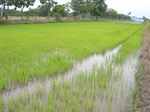 1801320090730_gt02a_Agriculture_Rice_Irrigated_Triple_Continous.JPG
