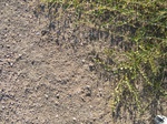 8196vp-075-Scrubland-b.jpg
