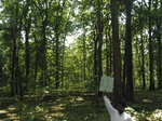 7709gt011a-forests-Y&M-teak.jpg