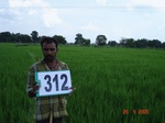 131190312a-irrigated-supplemental-tank-rice.gif