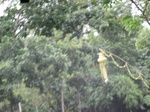 16349IMG_5132.JPG