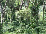 17540100_2801.JPG