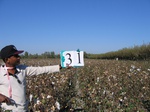 8029031-Irrigated (Surface water) cotton-a.jpg