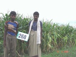 72870268b-irrigated-supplemental-lift-irrigation-mixedcrop-cotton-dominant-maize-chilli.jpg