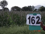 69560162c-rainfed-hilly-agriculture-millet-dominant-pomogranate-orchard.jpg