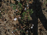 8171vp-056-Irrigated (Surface water) cotton-a.jpg
