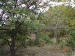 10872gt-078-wetland-seasonal-dry-streambed-02.jpg