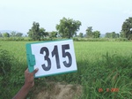 74440315b-irrigated-tank-rice.jpg