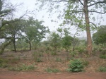 3984RIMG0288.JPG
