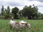 6430098d-irrigated-canal-sugarcane-dominant-rice-single-crop.jpg