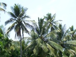 544611052008(6).JPG