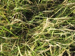 8141vp-021-irri-rice-sw--saline-1a.jpg