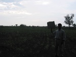 9444gt99acropland_sunflower.gif