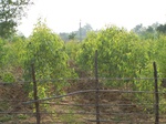17388100_2074.JPG