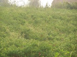 17382100_2068.JPG