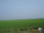 74940330c-irrigated-canal-rice.jpg