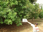 6158023a-plantations-rainfed-mango-chikku.jpg