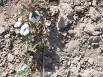 8188vp-069-Irrigated cotton-b.jpg