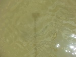 58601CIMG3051.JPG