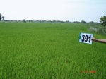 62330391c-irrigated-canal-rice-doublecrop.jpg