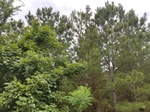 2017-06-12_18-06-25_20170605_153505.jpg