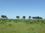 19440P1010287.JPG