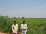 7727gt0127b-cultivated-rainfed-irrigated-rainfed-crops.jpg
