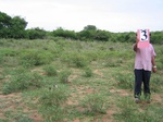 1039603-cropland-chenna-dominantb.gif