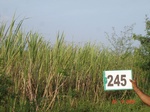 72070245c-irrigated-supplemental-groundwater-sugarcane-dominant-mango-plantation.jpg