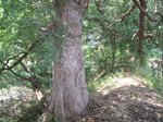 1780724042008(65).JPG