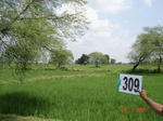 74220309d-irrigated-canal-rice-doublecrop-chickpeas.jpg