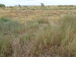 39237MANG20110907E.JPG