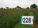 71530228a-rainfed-agriculture-millet.jpg