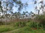 2012-09-26_20-50-06_CIMG1054.JPG
