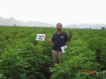 133650382a-rainfed-agriculture-cotton.gif