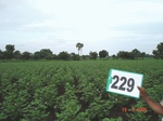 71570229b-rainfed-agriculture-cotton-dominant-maize.jpg