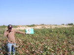 11427005-irrigated-cotton-sw-1a.jpg