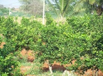 1785726042008(37).JPG