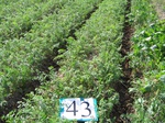 8054043-Irrigated (SW) mixed vegetables-a.jpg