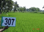 74130307a-irrigated-supplemental-groundwater-rice.jpg