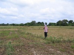 1040206-cropland-rice-supplimental-iirigationb.gif