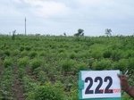 71370222d-rainfed-agriculture-mixedcrop-cotton-dominant-sorghum-gram.jpg